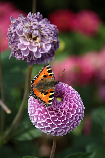 небольшой черепаховой на мяч dahlia - gartenblume стоковые фото и изображения