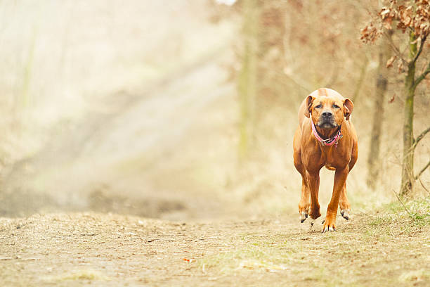 istock beautiful young and fun rhodesian ridgeback dog puppy running  spring 466316462