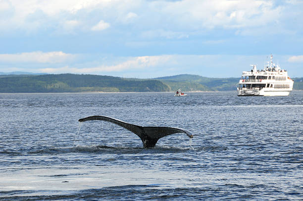 Tail of a humpback wale and sight seeing ship in Tadoussac Humpback Whale near the confluence of the Saint Lawrence and Saguenay rivers, near Tadoussac, Quebec, Canada whale watching stock pictures, royalty-free photos & images