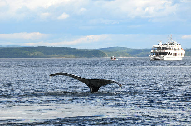 baleia-de-bossas, quebec, canadá, tadoussaccity in quebec canada - saguenay imagens e fotografias de stock