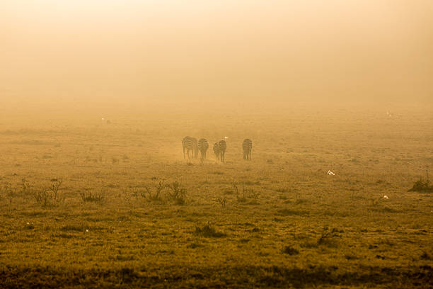 Zebras in the dust at Savannah early in the morning