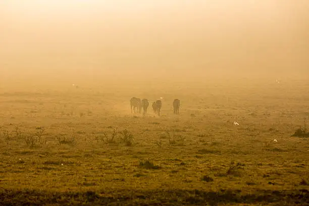 Zebras in the dust at Savannah early in the morning