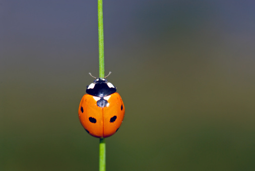 ladybug on stem