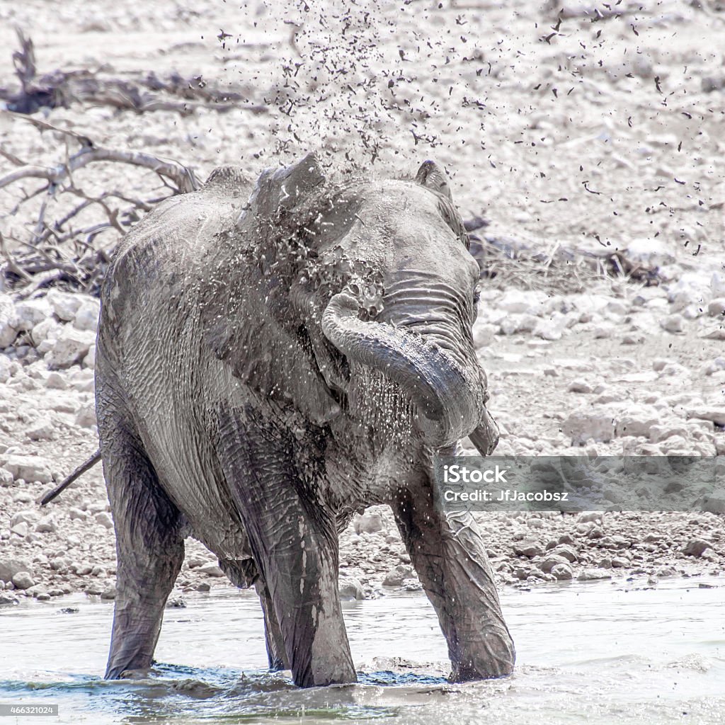 Elephant Spraying water An elephant plays in the water at a drinking hole. 2015 Stock Photo