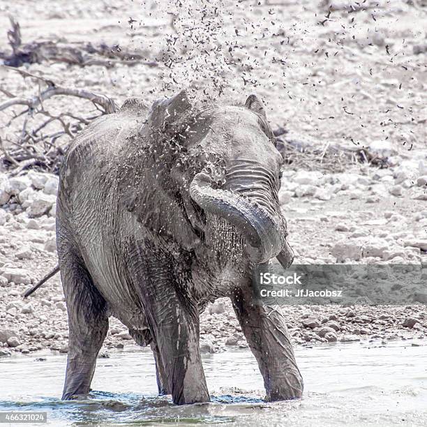 Elephant Spraying Water Stock Photo - Download Image Now - 2015, Africa, African Elephant