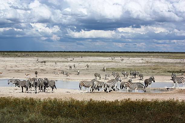 zebras w wodopój w park narodowy etosha - africa south africa african culture plain zdjęcia i obrazy z banku zdjęć