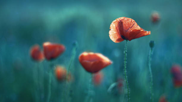 istock Wild red poppies flower in evening light 466322892