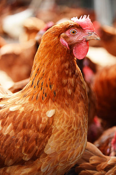 istock Chickens on traditional free range poultry farm 466323169