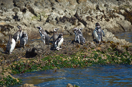 Magellanic penguins (Spheniscus magellanicus) at Monumento Natural Isolotes de Punihuil on the pacific coast of Chiloé island in Chile, South America
