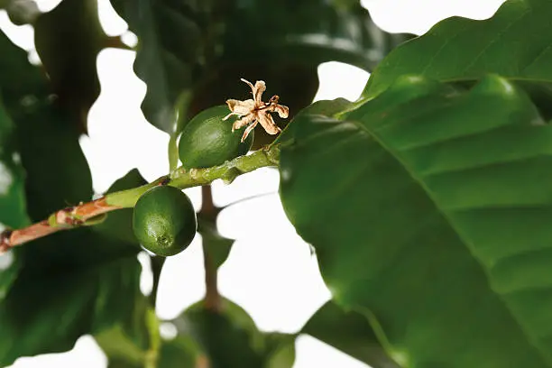 Photo of Coffee plant, Coffee arabica, close-up of fruits