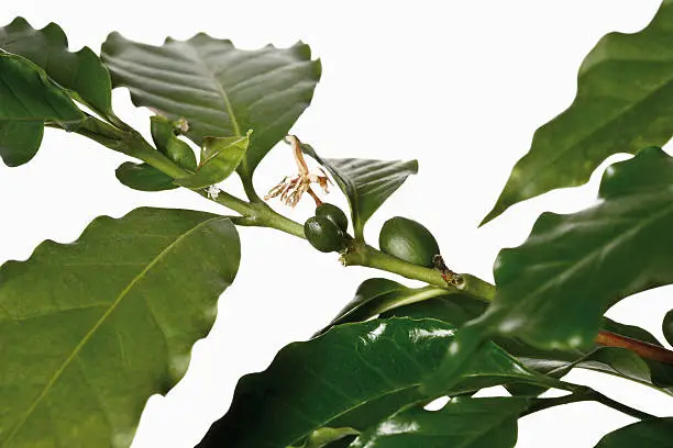 Photo of Coffee plant, Coffee arabica, close-up of fruits