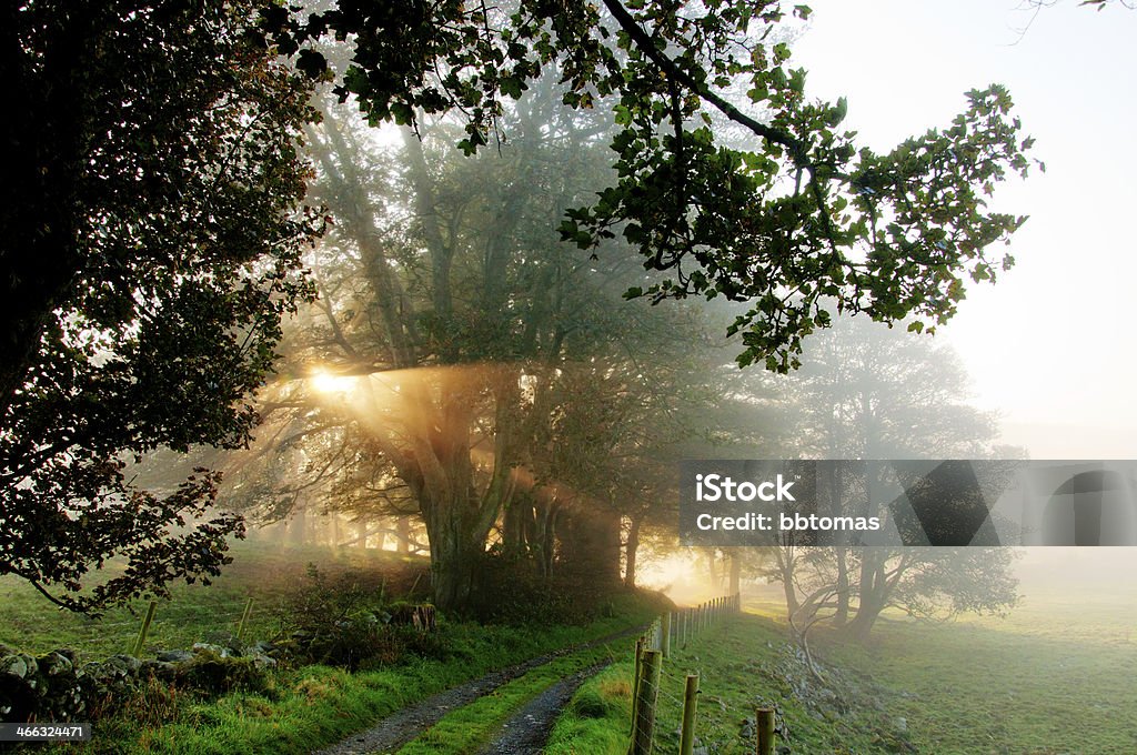 Sol de la mañana - Foto de stock de Otoño libre de derechos