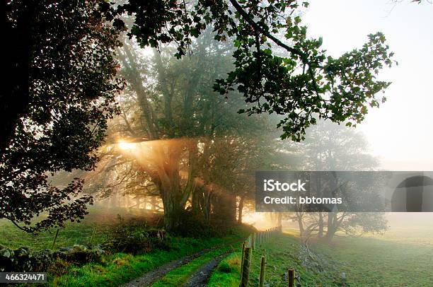 Sole Di Mattina - Fotografie stock e altre immagini di Autunno - Autunno, Irlanda del Nord, Fattoria