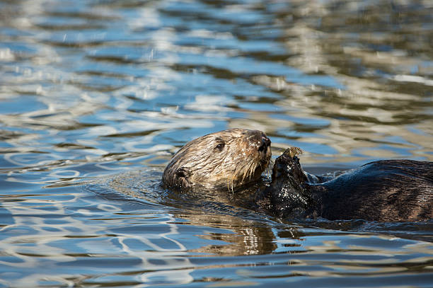 istock Close-up of Wild Sea Otter Floating on Her Back 466325462