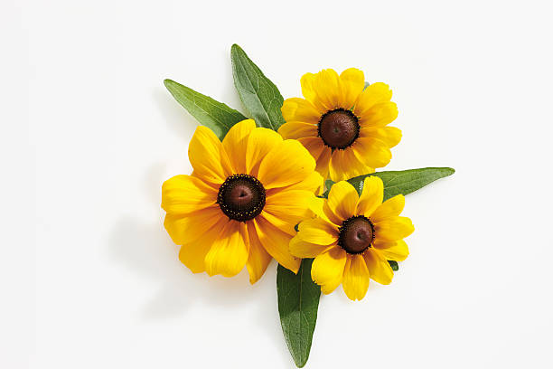 black-eyed susan kwiaty (rudbekia hirta) - daisy susan eyed black zdjęcia i obrazy z banku zdjęć
