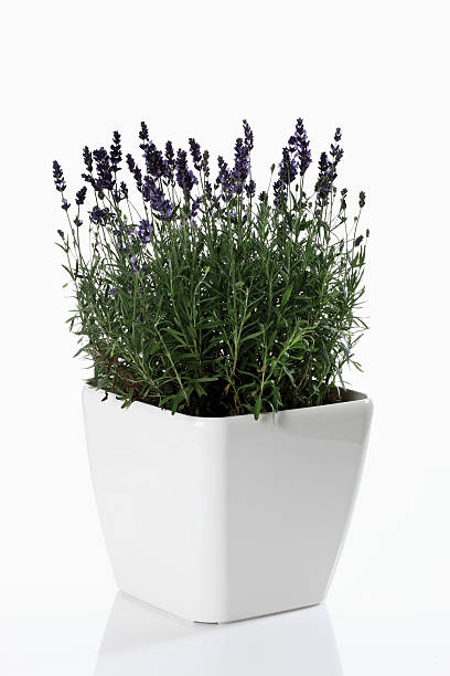 istock Lavender (Lavandula angustifolia) in flower pot 466325804
