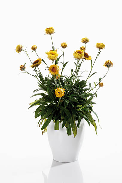 istock Strawflowers (Xerochrysum bracteatum) in flower pot 466325830