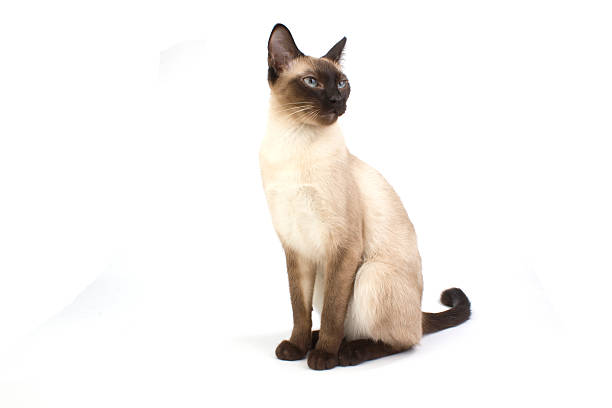 istock Thai cat, traditional siamese cat on white backrgound 466326212
