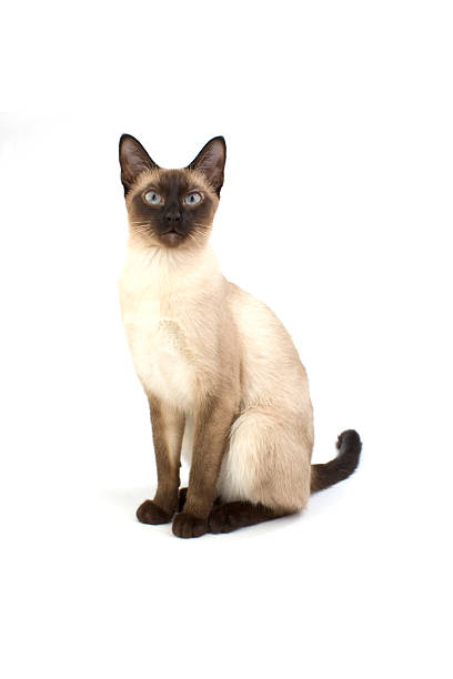 Thai cat, traditional siamese cat on white backrgound Thai cat, traditional siamese cat on white backrgound siamese cat stock pictures, royalty-free photos & images