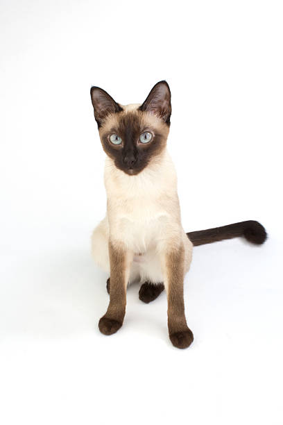 istock Thai cat, traditional siamese cat on white backrgound 466326316