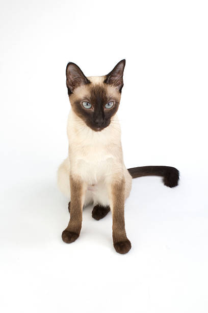 istock Thai cat, traditional siamese cat on white backrgound 466326392
