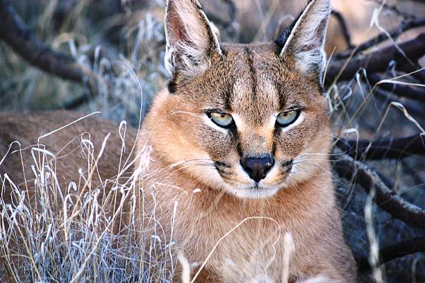 istock Caracal wild cat in Namibia 466326450