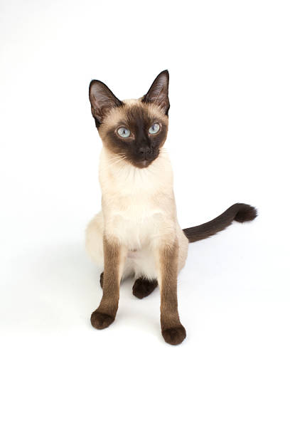 istock Thai cat, traditional siamese cat on white backrgound 466326454