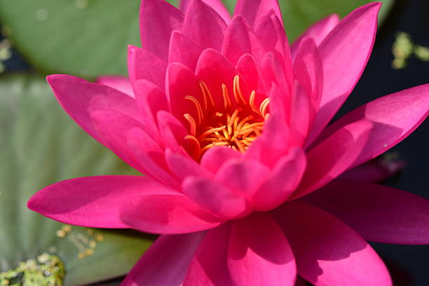 lótus rosa - lotus pink petal closed - fotografias e filmes do acervo