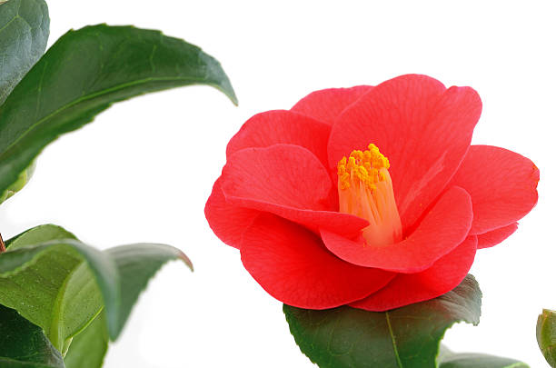 istock Red camellia flower head with leaves on white background 466326535