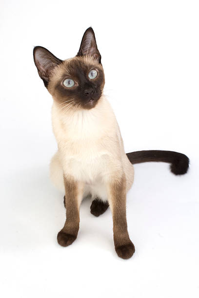 istock Thai cat, traditional siamese cat on white backrgound 466326614
