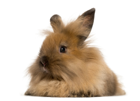 Angora rabbit, isolated on white