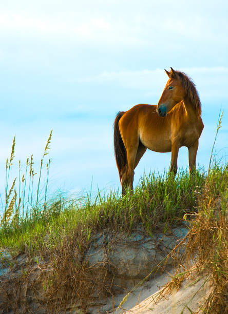 Wild Horse A wild horse on the beach on the Outer Banks of North Carolina. outer banks north carolina stock pictures, royalty-free photos & images