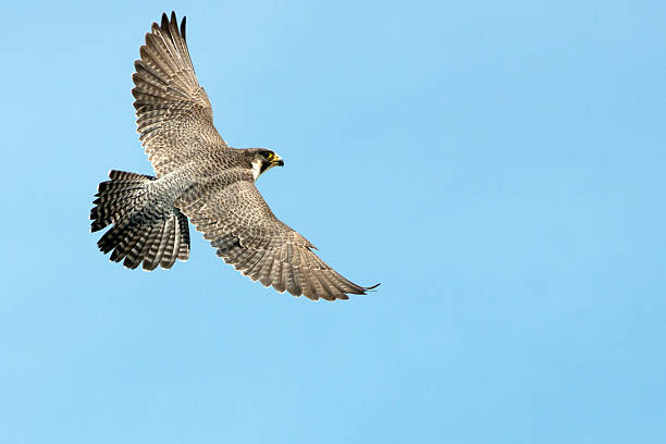 개척시대의 송골매 - peregrine falcon 뉴스 사진 이미지