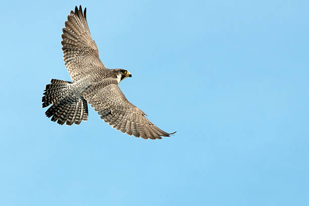dziki falcon - peregrine falcon zdjęcia i obrazy z banku zdjęć
