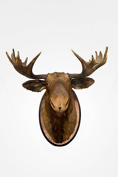 istock moose-taxidermy 466327418