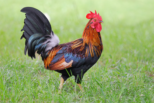 A brightly colored cockerel in a field state at thailand green background