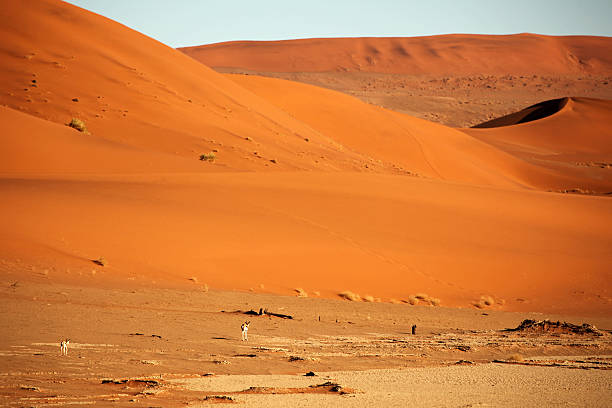 istock Springbok Antelopes in Red Sand Dunes at Deadvlei Namibia Africa 466328792