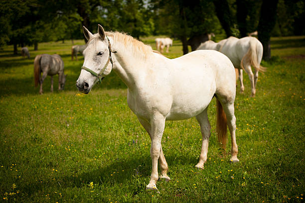 istock Young white Lipizaner horse on pasture in spring 466329532