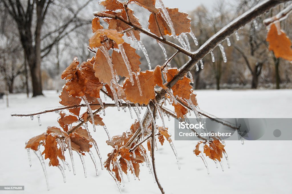 frozen leafs frozen leafs after snow storm 2015 Stock Photo