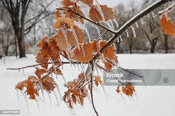 Frozen Leafs Stock Photo - Download Image Now - 2015, Beauty In Nature, Branch - Plant Part
