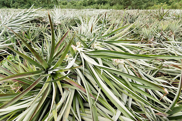 istock Pineapple farm after harvest 466330575