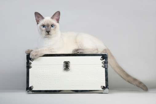 Beautiful Thai cat on white box