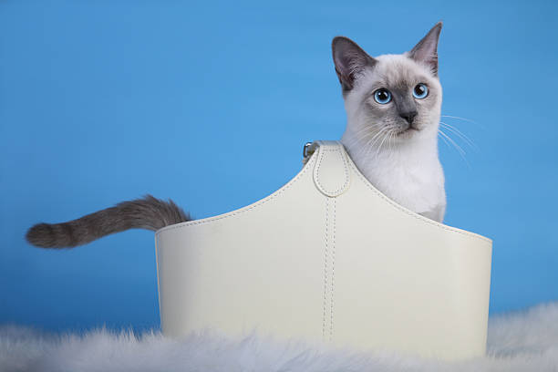 Beautiful male Thai cat in white basket