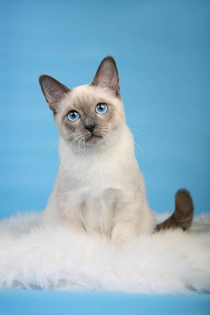 istock Beautiful male Thai cat on fur looking straight 466331329