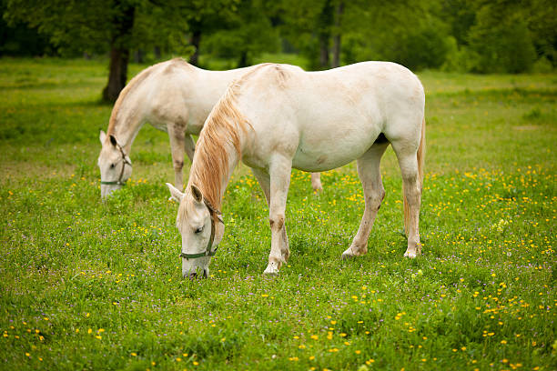 Young white Lipizaner horse on pasture in spring