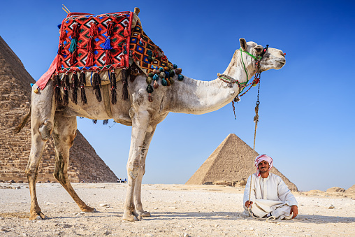 Bedouin with two camels, pyramids on the background, Giza, Egypt.http://bem.2be.pl/IS/egypt_380.jpg
