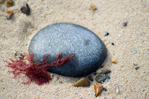 A pebble on sand with fine, red seaweed partly covering it.