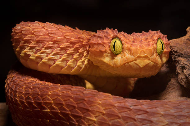 istock African Bush Viper - Deadly Venomous Snake 466331982