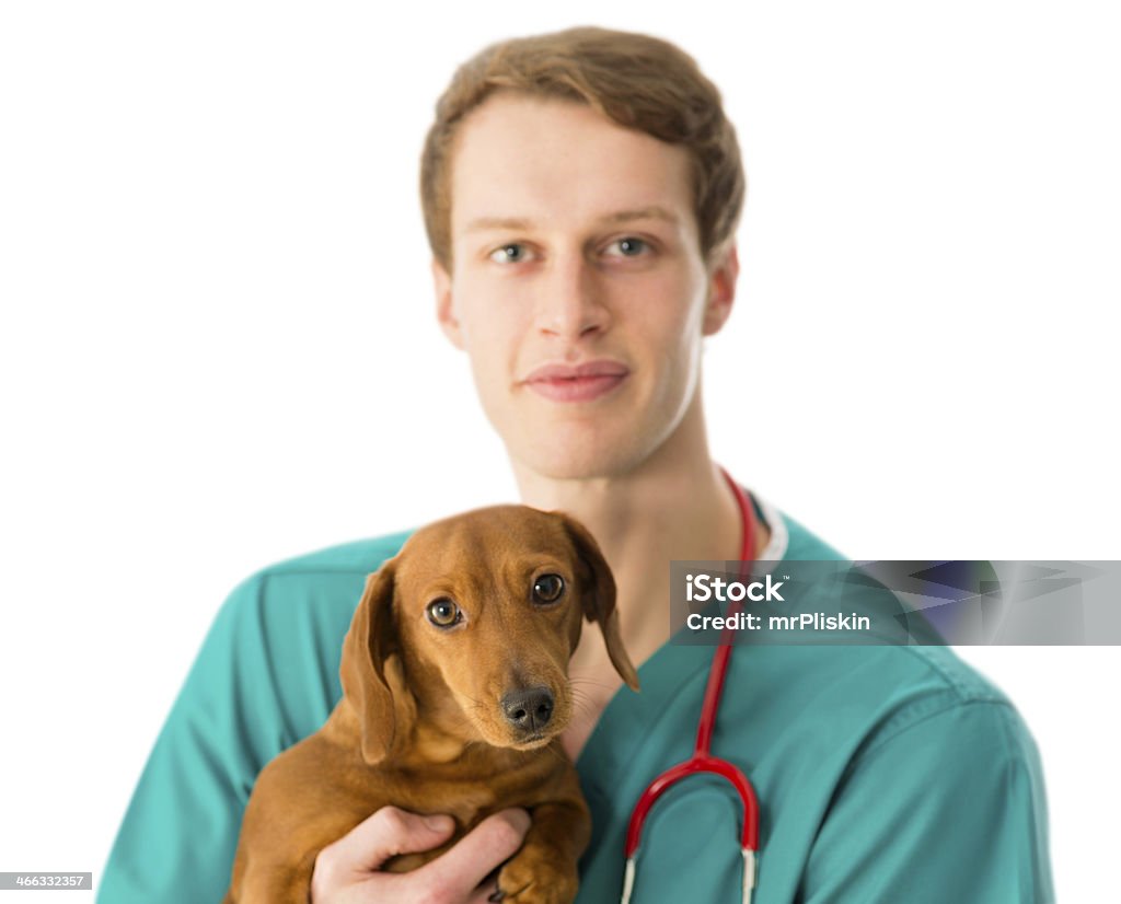 Vet Cão daschund jovem Cuidar - Royalty-free Animal de Estimação Foto de stock