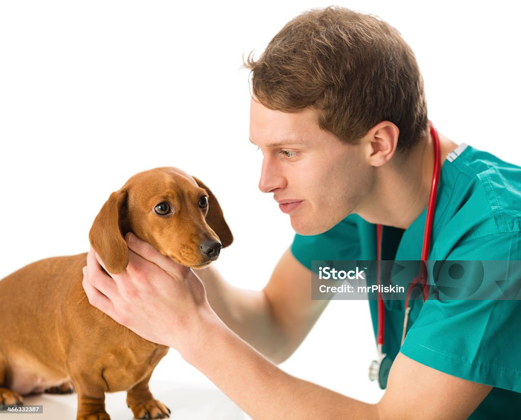 Vétérinaire examiner daschund chien - Photo de Animaux de compagnie libre de droits
